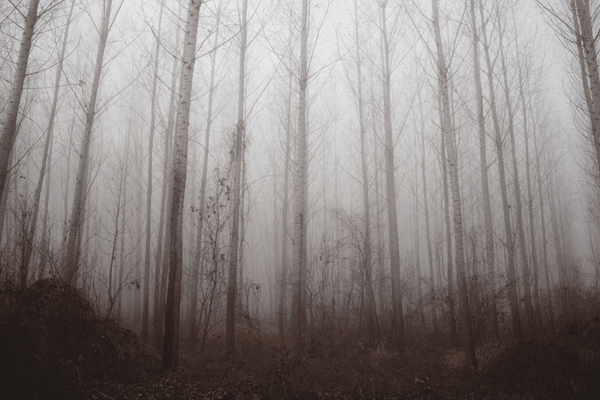 Gray woods in a fog